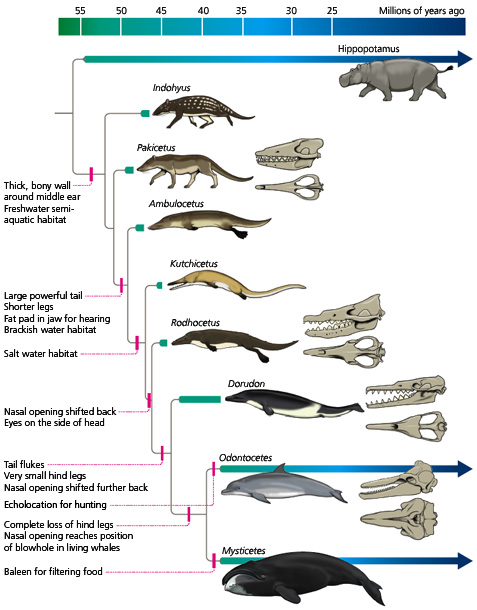 prehistoric whale evolution over the epochs